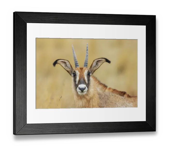 Framed Print : Roan antelope female, close-up portrait in southern Africa Framed Print : Roan antelope female, close-up portrait in southern Africa