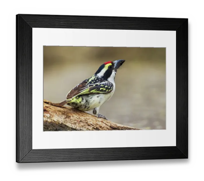 Framed Print : Pied barbet preparing to get a drink at a water hole in southern Africa Framed Print : Pied barbet preparing to get a drink at a water hole in southern Africa
