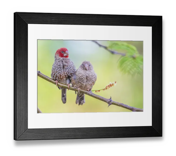 Framed Print : Red-headed finch pair snuggling together in southern Africa Framed Print : Red-headed finch pair snuggling together in southern Africa