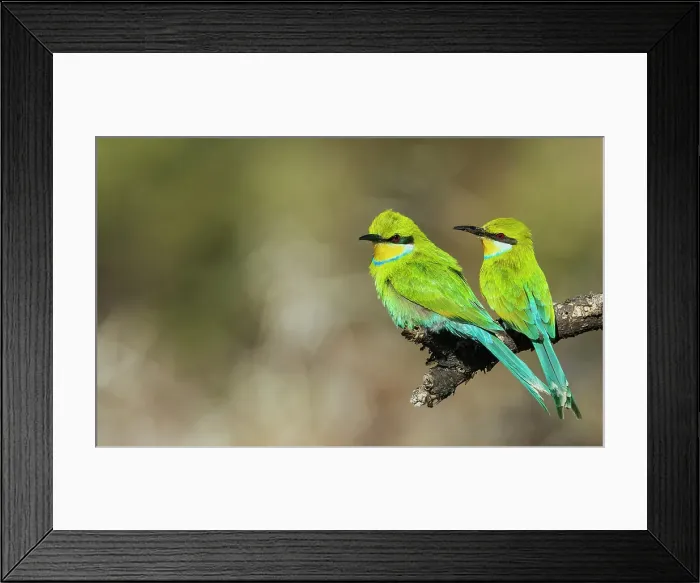 Framed Print : Swallow-tailed bee-eater pair hanging out together in southern Africa