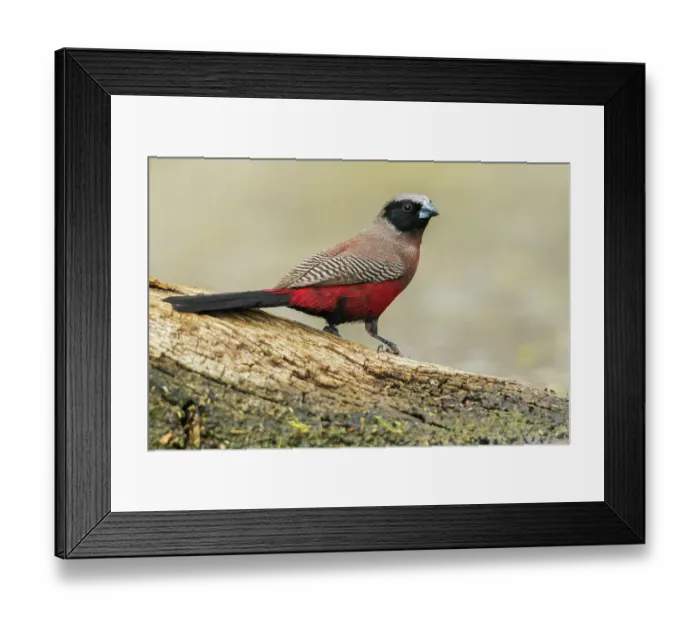 Framed Print : Black-faced waxbill pauses before quenching its thirst in southern Africa