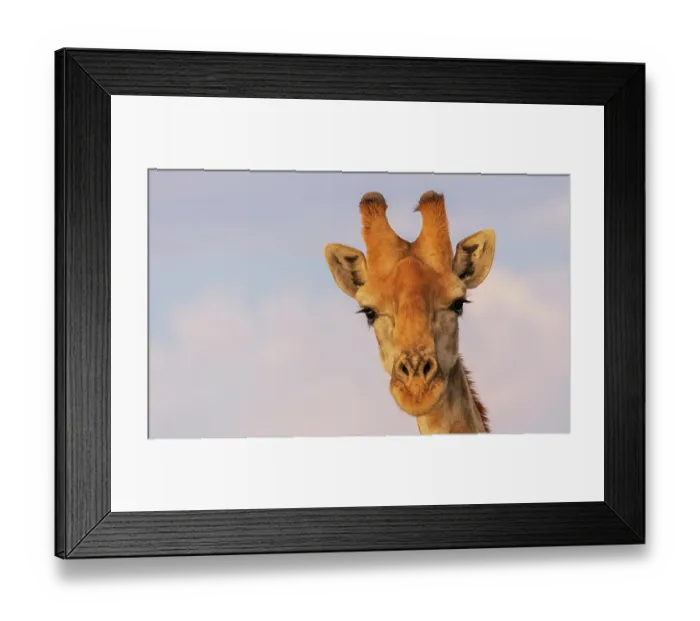 Framed Print : Curious giraffes pauses in the desert climate of Augrabies Falls, southern Africa Framed Print : Curious giraffes pauses in the desert climate of Augrabies Falls, southern Africa