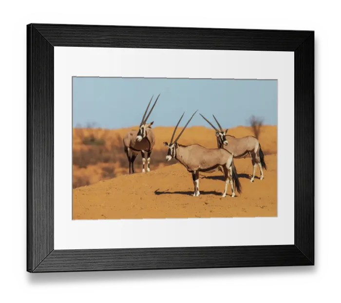 Framed Print : Gemsbok bulls diligently watching a water hole for possible predators hiding nearby in the dry Kalahari Desert in southern Africa Framed Print : Gemsbok bulls diligently watching a water hole for possible predators hiding nearby in the dry Kalahari Desert in southern Africa