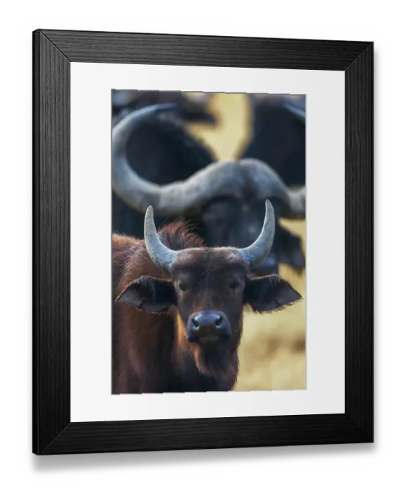 Framed Print : Cape buffalo herd waiting out a light rain shower in southern Africa