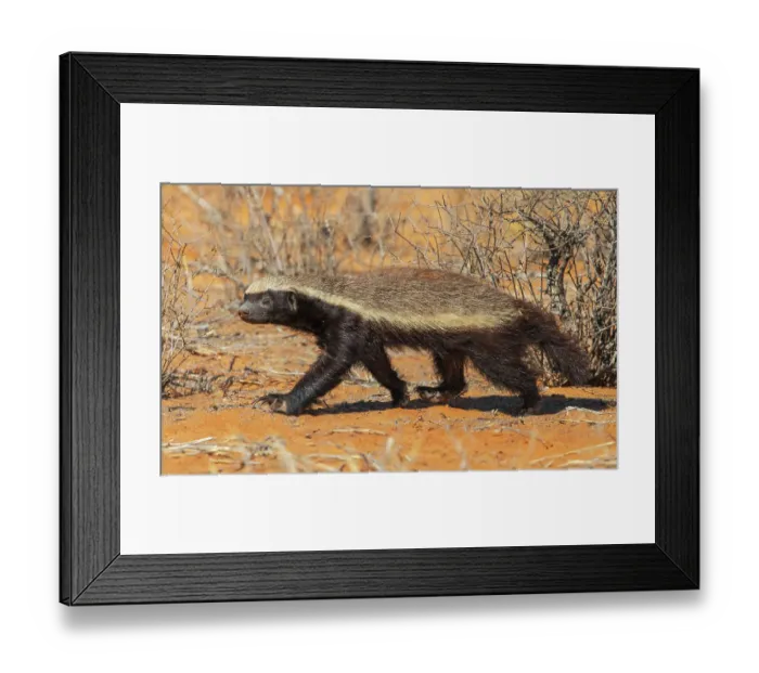 Framed Print : Honey badger searching the dunes of the Kalahari Desert for a meal Framed Print : Honey badger searching the dunes of the Kalahari Desert for a meal