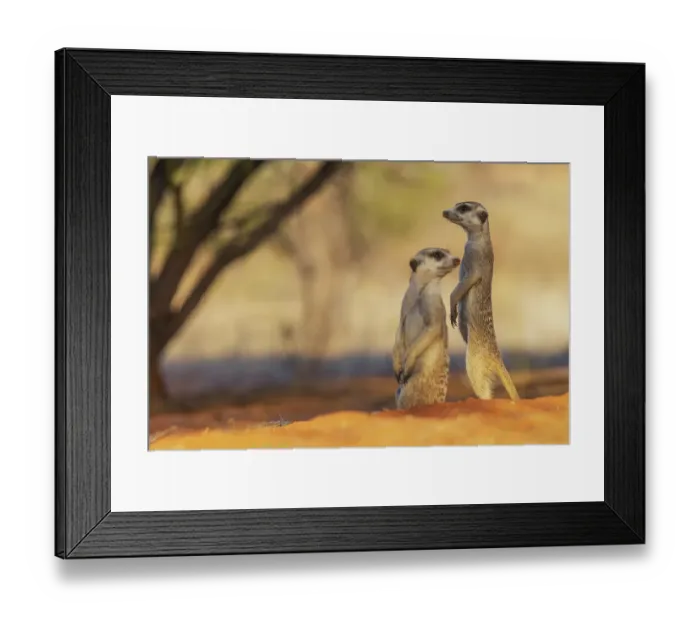 Framed Print : Pair of meerkats on the lookout for possible predators in the Kalahari Desert Framed Print : Pair of meerkats on the lookout for possible predators in the Kalahari Desert