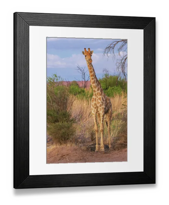 Framed Print : Young giraffe pauses for a look about at dusk in Augrabies Falls National Park, southern Africa Framed Print : Young giraffe pauses for a look about at dusk in Augrabies Falls National Park, southern Africa