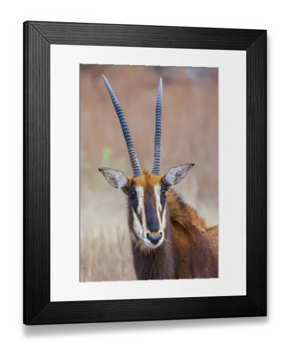 Framed Print : Sable antelope, a close-up portrait in southern Africa Framed Print : Sable antelope, a close-up portrait in southern Africa