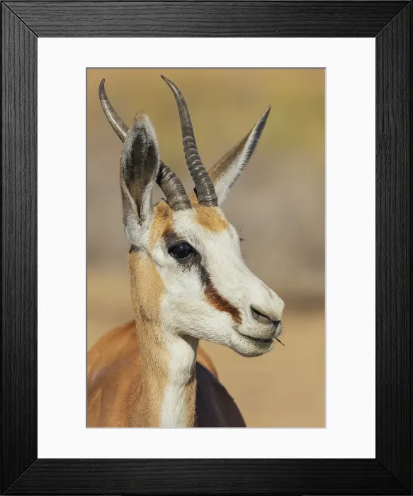 Framed Print : Springbok buck in the morning light of the Kalahari Desert Framed Print : Springbok buck in the morning light of the Kalahari Desert