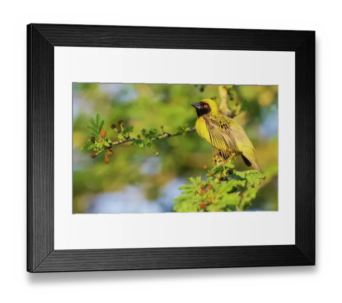 Framed Print : Southern masked weaver male attempting to attract a mate in southern Africa Framed Print : Southern masked weaver male attempting to attract a mate in southern Africa