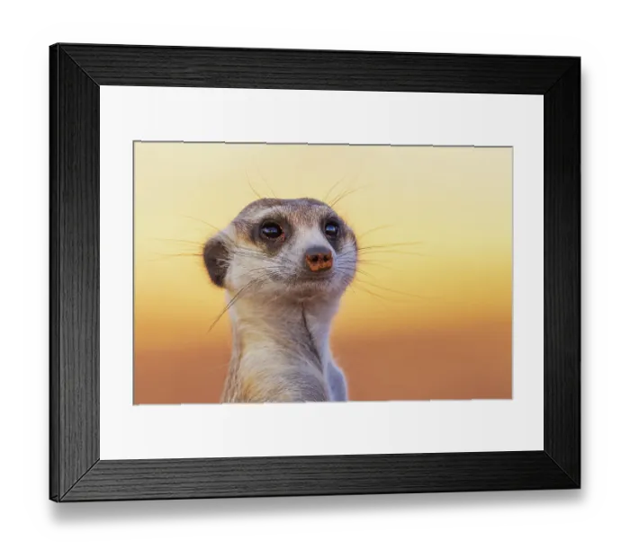 Framed Print : Meerkat on the lookout at sunset in the Kalahari Desert Framed Print : Meerkat on the lookout at sunset in the Kalahari Desert