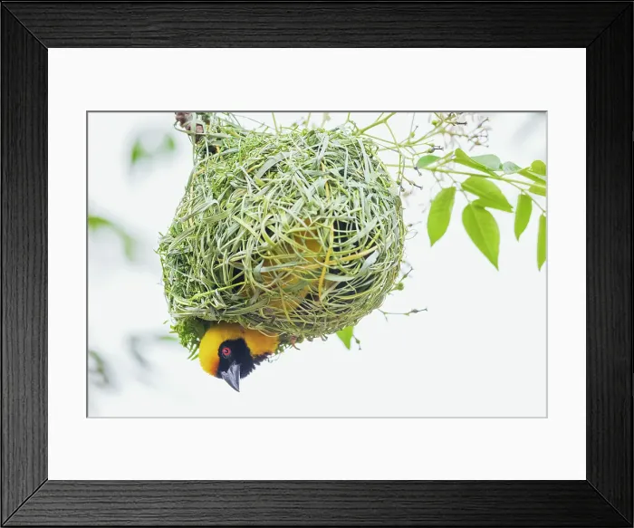 Framed Print : Southern masked weaver male building its nest, southern Africa Framed Print : Southern masked weaver male building its nest, southern Africa