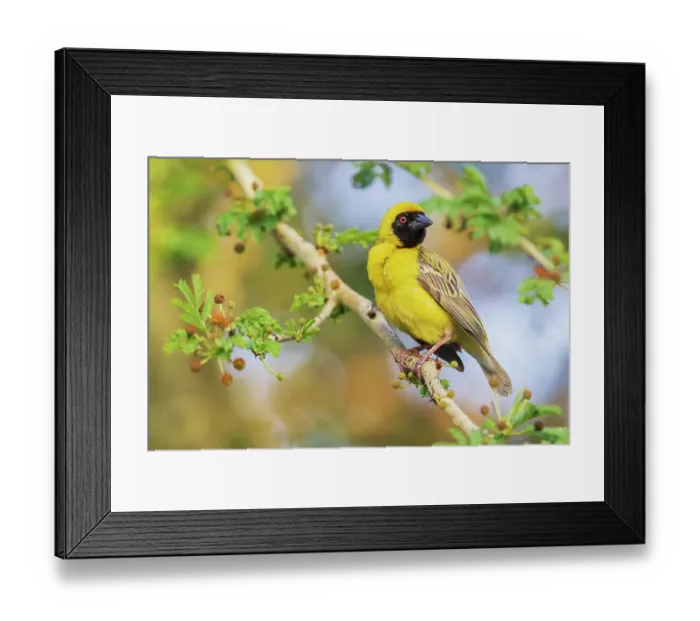 Framed Print : Southern masked weaver keeping a watchful eye on its nest, southern Africa Framed Print : Southern masked weaver keeping a watchful eye on its nest, southern Africa