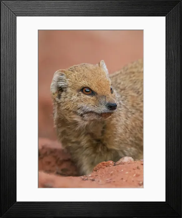 Framed Print : Yellow mongoose pauses a moment while digging for a meal in the Kalahari Desert