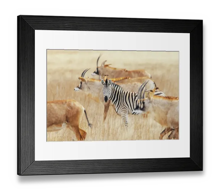 Framed Print : Lone zebra travels with a herd of roan antelope in southern Africa Framed Print : Lone zebra travels with a herd of roan antelope in southern Africa