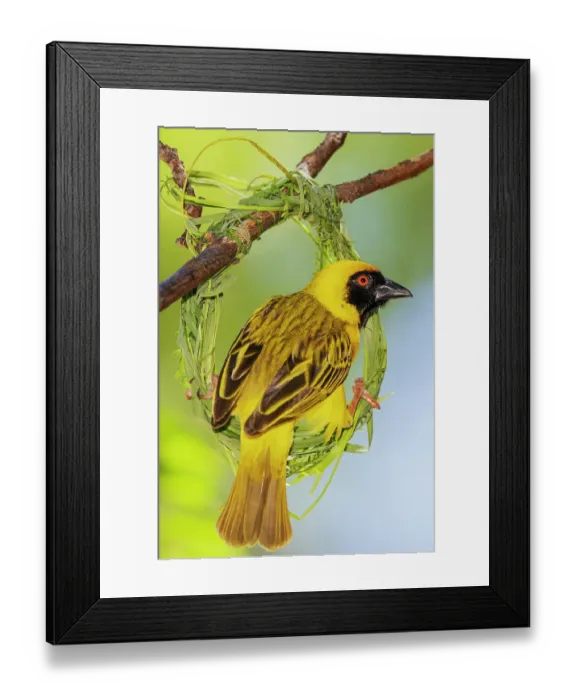 Framed Print : Southern masked weaver male building its nest, southern Africa Framed Print : Southern masked weaver male building its nest, southern Africa