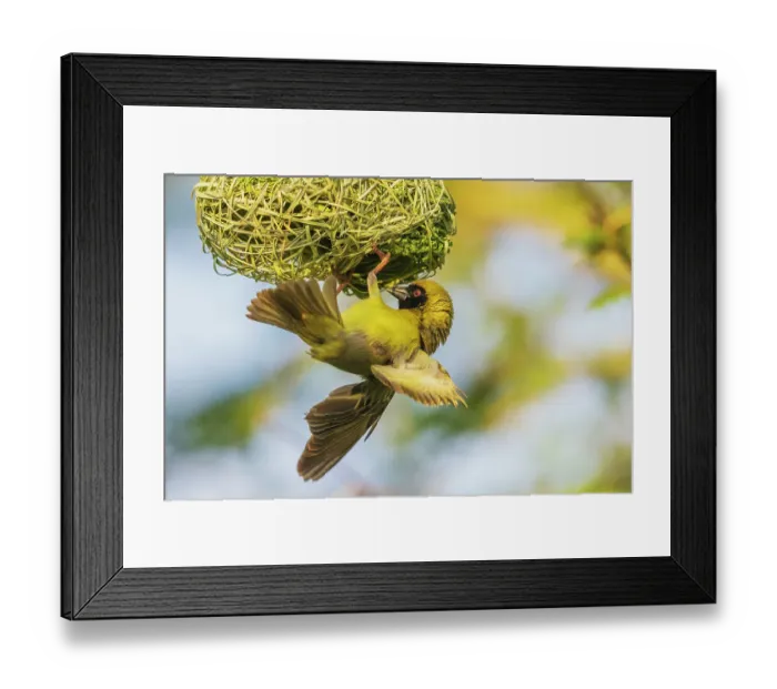 Framed Print : Southern masked weaver putting finishing touches on nest, southern Africa Framed Print : Southern masked weaver putting finishing touches on nest, southern Africa