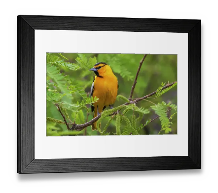 Framed Print : Bullock's oriole pause for a moment in southern Arizona Framed Print : Bullock's oriole pause for a moment in southern Arizona