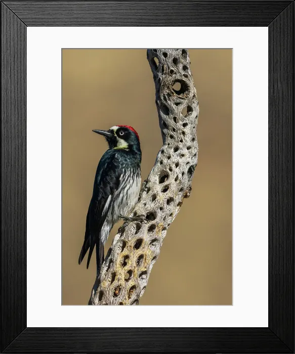 Framed Print : Acorn woodpecker inspecting cactus skeleton, in the desert of southern Arizona