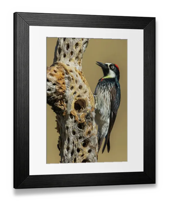 Framed Print : Acorn woodpecker inspecting cactus skeleton, in the desert of southern Arizona Framed Print : Acorn woodpecker inspecting cactus skeleton, in the desert of southern Arizona