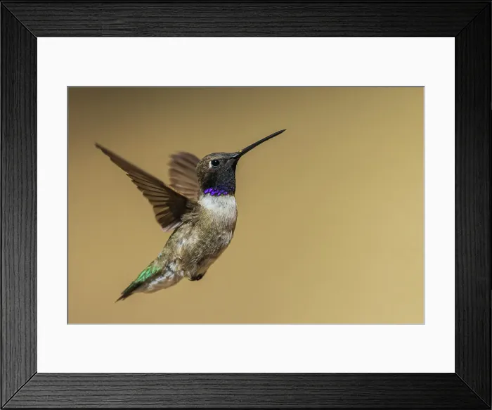 Framed Print : Black-chinned hummingbird flying in Madera Canyon, Arizona Framed Print : Black-chinned hummingbird flying in Madera Canyon, Arizona
