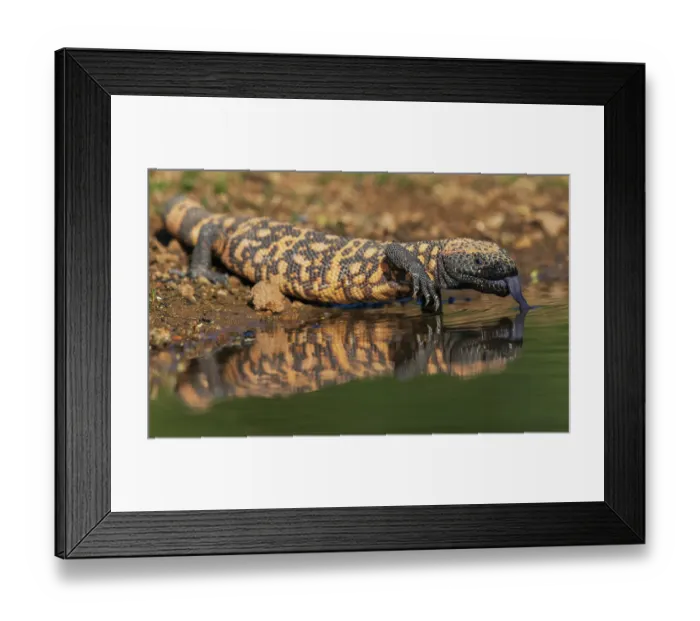Framed Print : Gila monster quenching its thirst in southern Arizona Framed Print : Gila monster quenching its thirst in southern Arizona