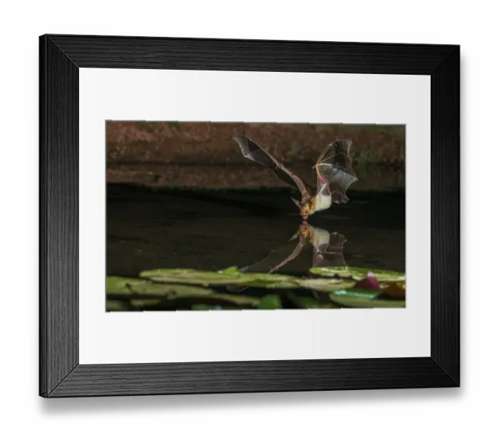 Framed Print : Pallid bat comes into a small pond for a drink Framed Print : Pallid bat comes into a small pond for a drink