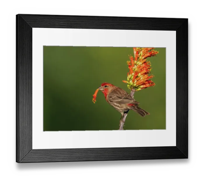 Framed Print : House finch with ocotillo cactus bloom in southern Arizona Framed Print : House finch with ocotillo cactus bloom in southern Arizona