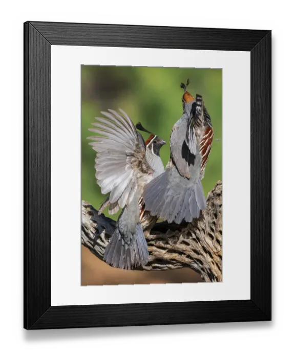 Framed Print : Gambel's quail, territory dispute in southern Arizona Framed Print : Gambel's quail, territory dispute in southern Arizona