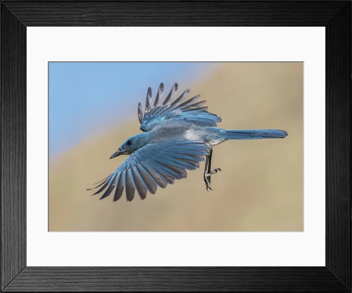 Framed Print : Mexican jay preparing to alight in the desert of southern Arizona Framed Print : Mexican jay preparing to alight in the desert of southern Arizona