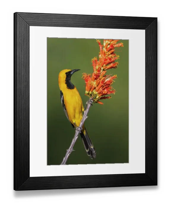 Framed Print : Hooded oriole pauses for a moment while checking ocotillo cactus blooms Framed Print : Hooded oriole pauses for a moment while checking ocotillo cactus blooms