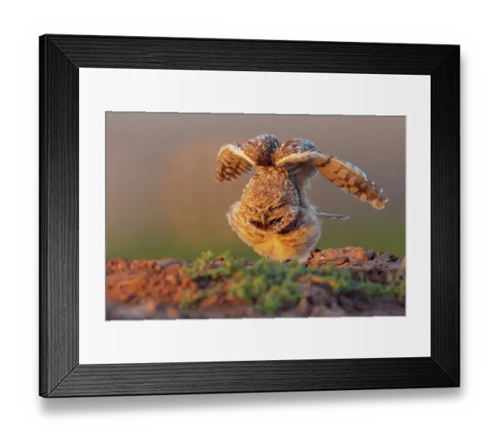 Framed Print : Burrowing owl stretching and waking up at dusk southern Arizona Framed Print : Burrowing owl stretching and waking up at dusk southern Arizona