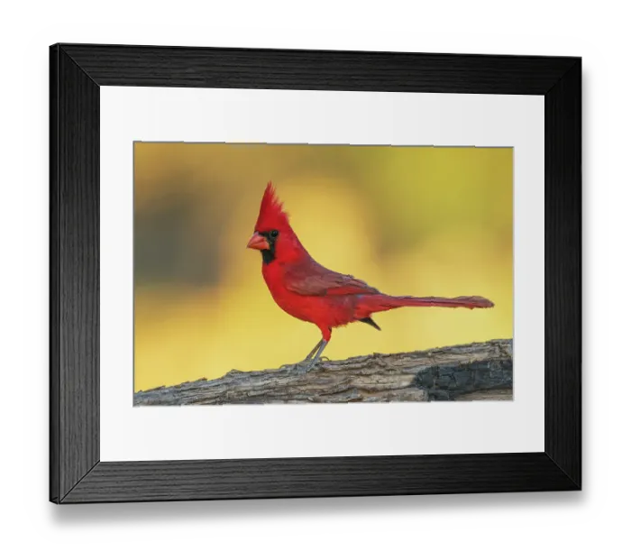 Framed Print : Northern cardinal, colors of sunset in southern Arizona Framed Print : Northern cardinal, colors of sunset in southern Arizona