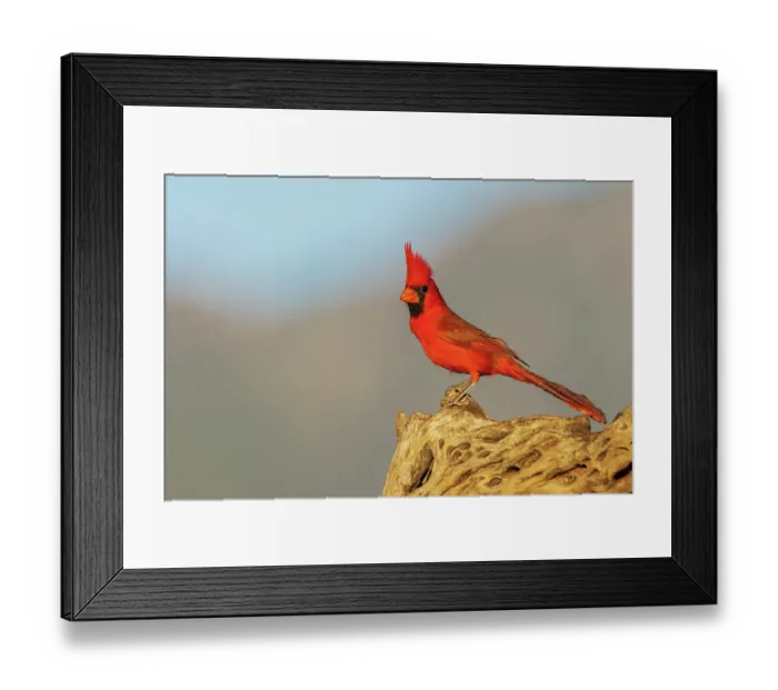 Framed Print : Northern cardinal, colors of last light in the mountains of southern Arizona, USA