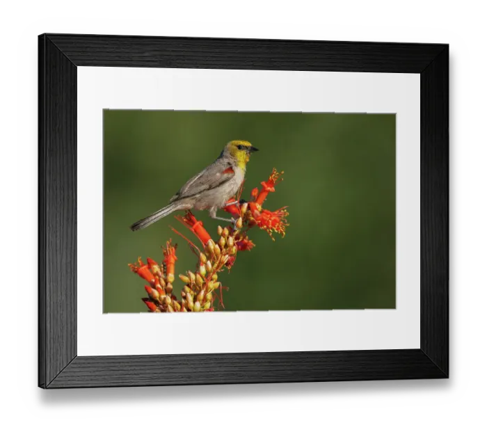 Framed Print : Verdin alights on the blooms of a ocotillo cactus in southern Arizona Framed Print : Verdin alights on the blooms of a ocotillo cactus in southern Arizona