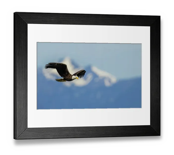 Framed Print : Bald eagle flying, passing in front the Olympic Mountains, Washington State Framed Print : Bald eagle flying, passing in front the Olympic Mountains, Washington State