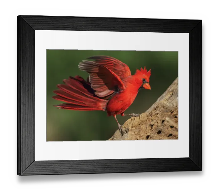 Framed Print : Northern cardinal dominance display toward another bird nearby Framed Print : Northern cardinal dominance display toward another bird nearby