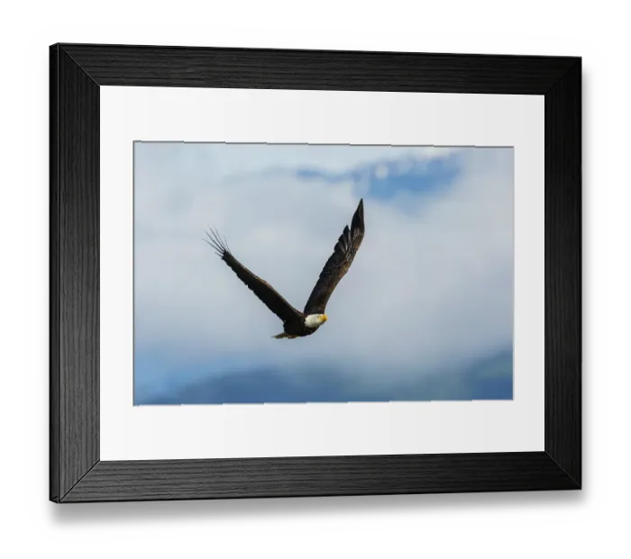 Framed Print : Bald eagle flying, passing in front the Olympic Mountains, Washington State Framed Print : Bald eagle flying, passing in front the Olympic Mountains, Washington State