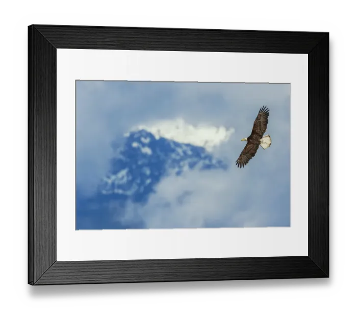 Framed Print : Opening through the clouds, bald eagle flying, Washington State