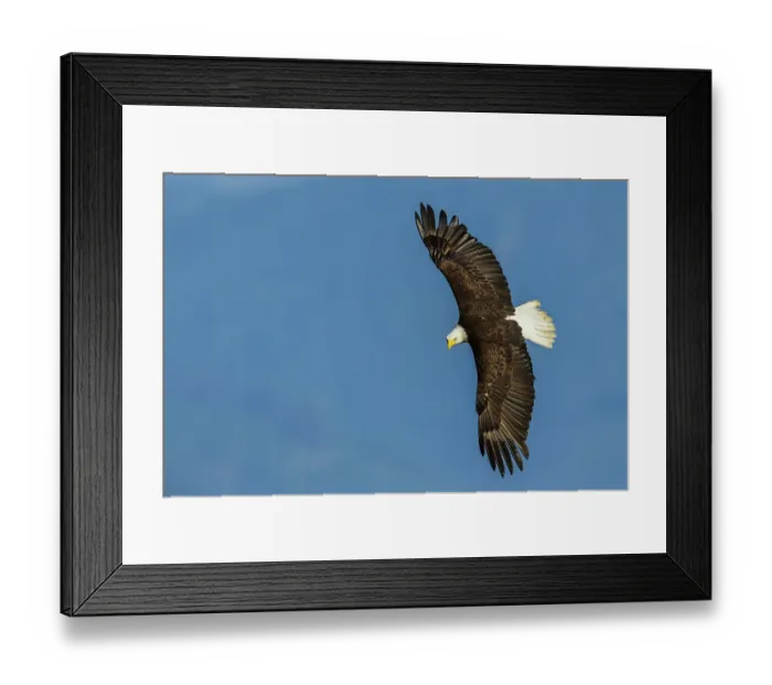 Framed Print : Bald eagle zeros in on possible meal, Washington State