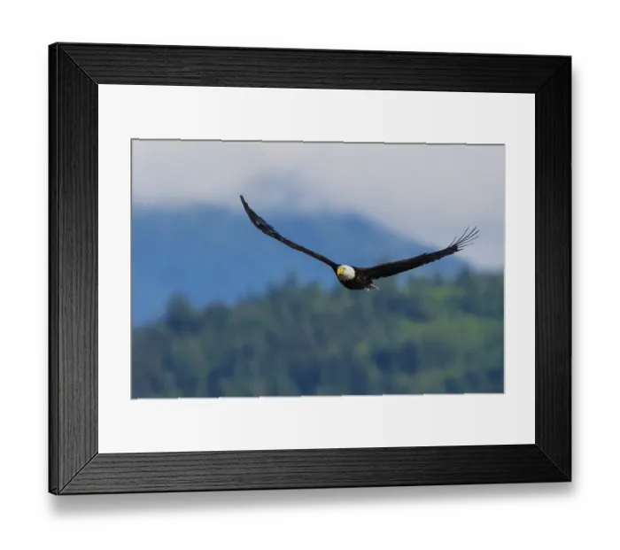 Framed Print : Bald eagle flying over the Hood Canal, Washington State