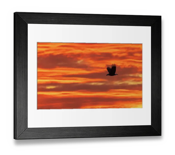 Framed Print : Bald eagle silhouetted against sunset over the Salish Sea
