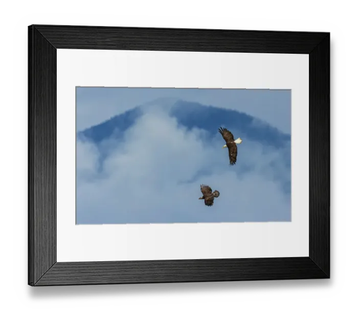 Framed Print : Adult and immature bald eagles flying together, Washington State Framed Print : Adult and immature bald eagles flying together, Washington State