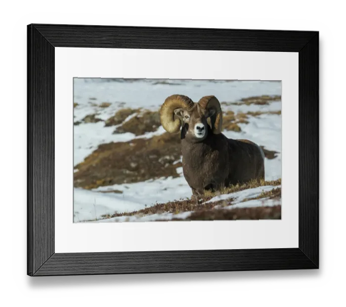 Framed Print : Bighorn sheep ram at home in the alpine country Framed Print : Bighorn sheep ram at home in the alpine country