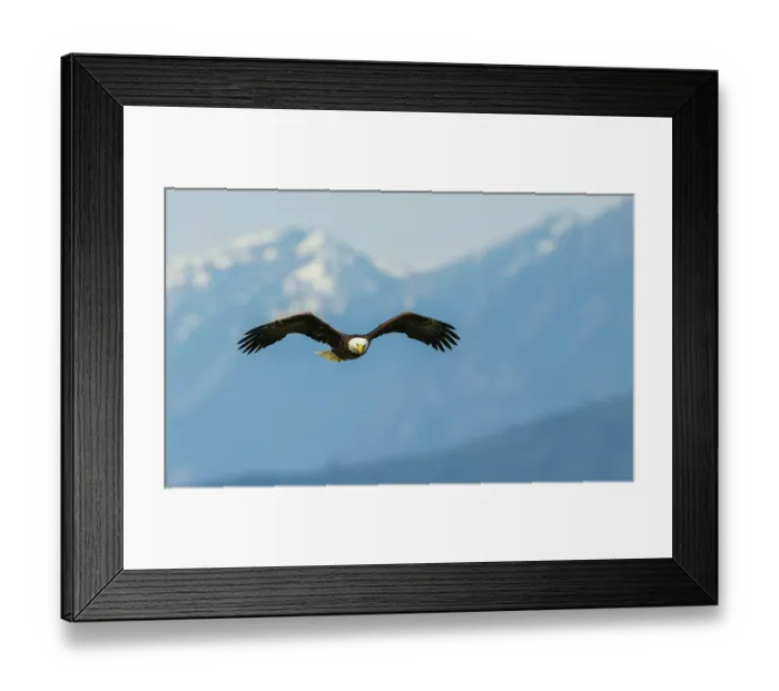 Framed Print : Bald eagle searching for a meal Framed Print : Bald eagle searching for a meal