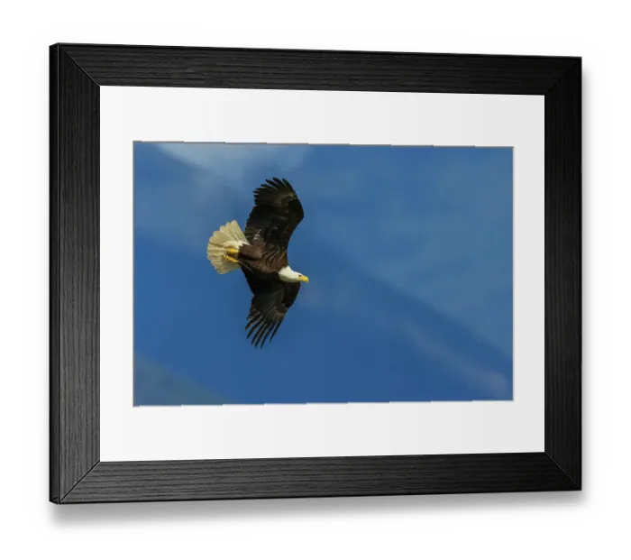Framed Print : Bald eagle with sights on target, Washington State Framed Print : Bald eagle with sights on target, Washington State