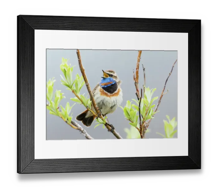 Framed Print : Bluethroat male singing on his summer territory in the arctic tundra of the Seward Peninsula. Alaska