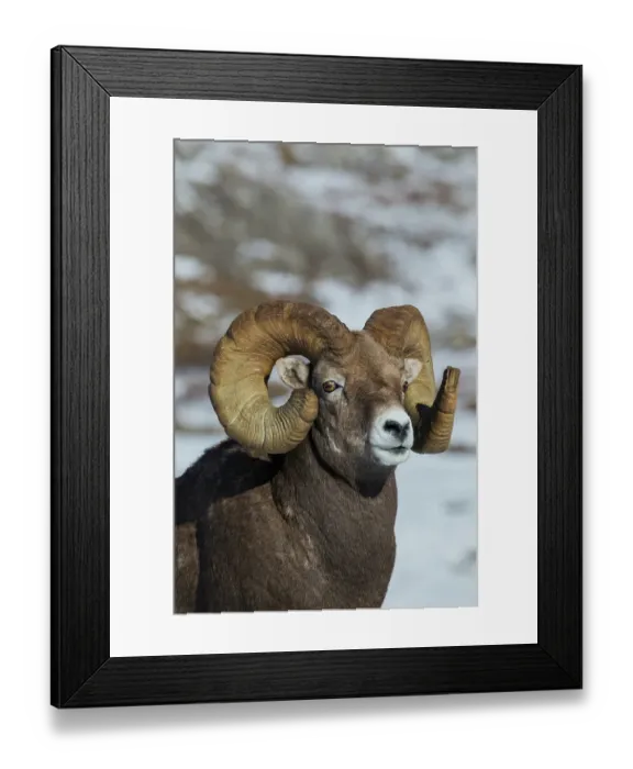 Framed Print : Bighorn sheep ram at home in the alpine country Framed Print : Bighorn sheep ram at home in the alpine country