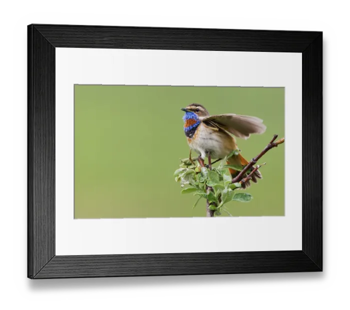 Framed Print : Bluethroat male alighting and singing on his summer territory in the arctic tundra of the Seward Peninsula. Alaska