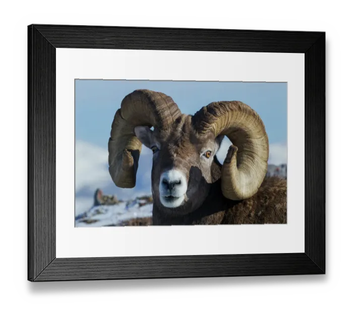 Framed Print : Bighorn sheep ram at home in the alpine country